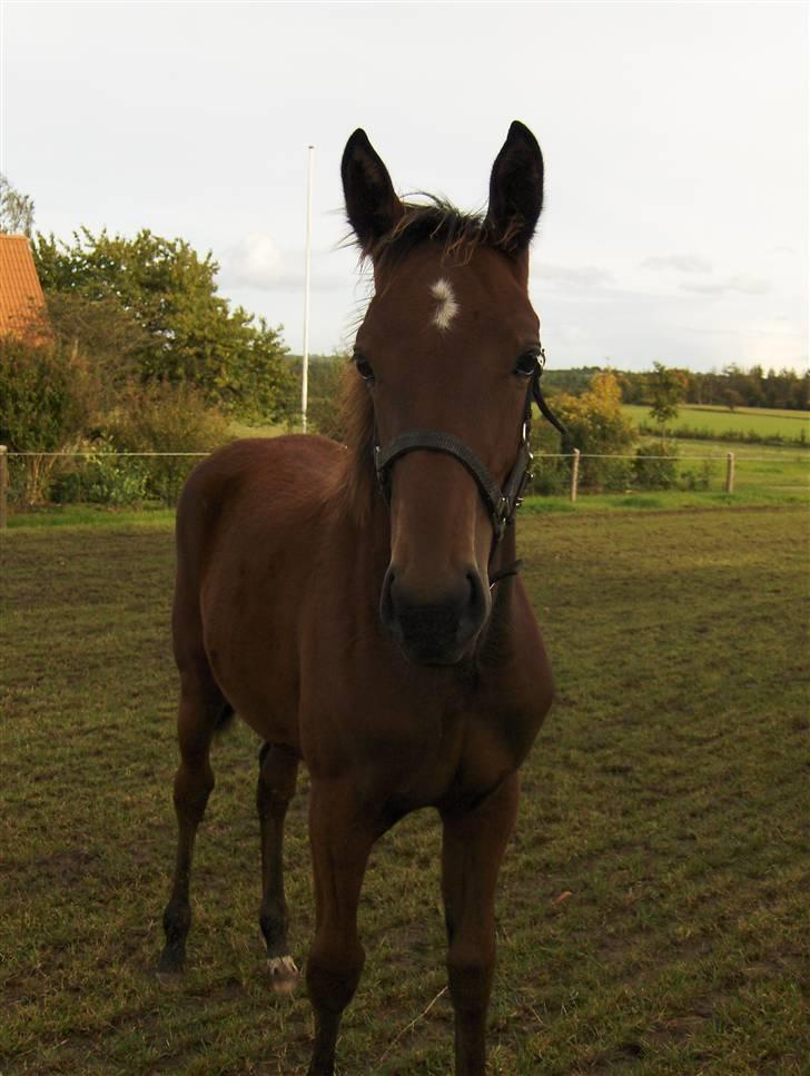 Traver Rosinante min skat <3 - Er jeg ik bare total smuk ? billede 5