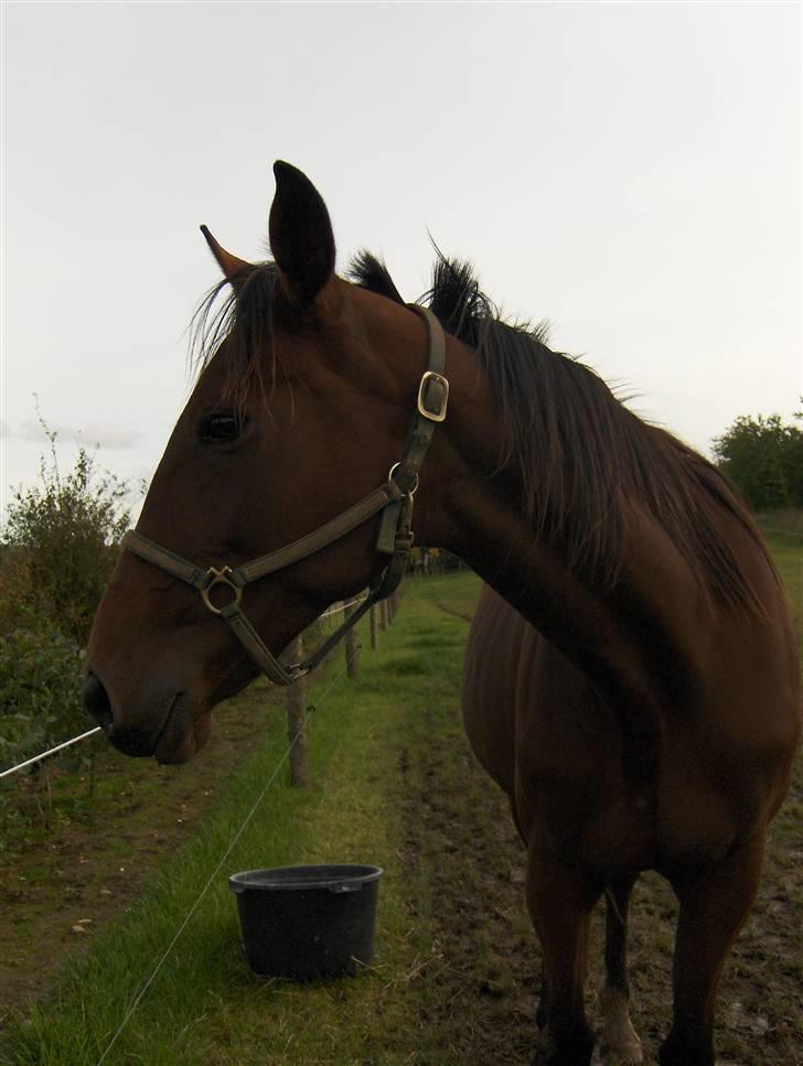 Traver Rosinante min skat <3 - Det er min smukke mor billede 6