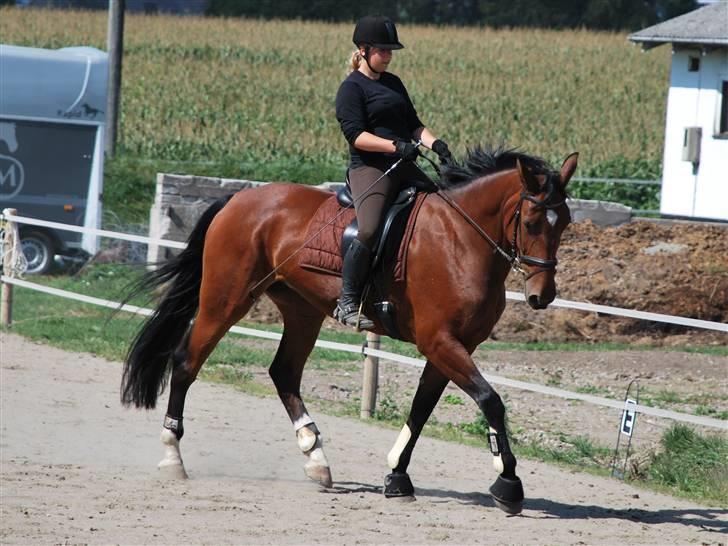 Oldenborg Cornelia - Træning billede 13