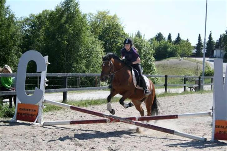 New Forest Fire Fod Joanna-solg t:-( billede 3