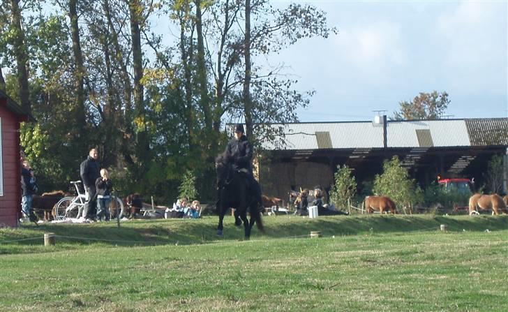 Islænder Dís fra Katulabo - Boble stævne´08 .. Dís i galop ..rider tina (min mor) .. foto: Sissel Bordlund Jensen billede 5