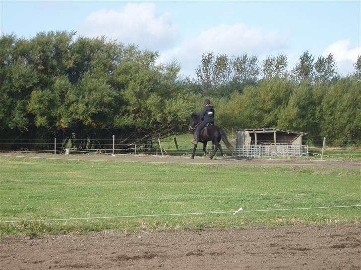 Islænder Dís fra Katulabo - boblestævne´08 Dís i trav, min mor rider. Foto: Sissel Bordlund Jensen billede 6