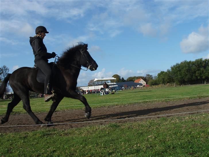 Islænder Dís fra Katulabo - boblestævne´08 Dís i tölt min mor rider. Foto: Sissel Bordlund Jensen billede 8