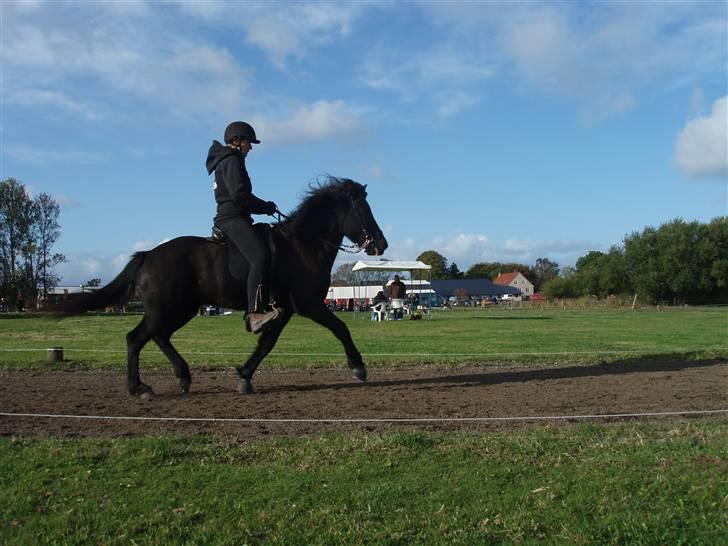 Islænder Dís fra Katulabo - boblestævne´08 Dís i trav, min mor rider. Foto: Sissel Bordlund Jensen billede 9