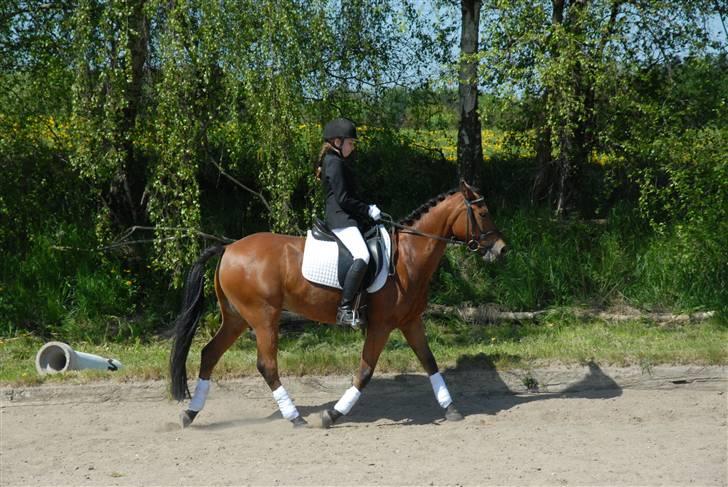 New Forest Fire Fod Joanna-solg t:-( billede 6