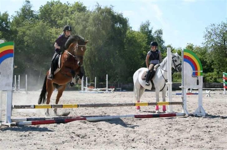 New Forest Fire Fod Joanna-solg t:-( billede 7