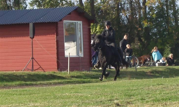 Islænder Dís fra Katulabo - boblestævne´08 min mor & Dis i pas.. Foto: Sissel Bordlund Jensen billede 10