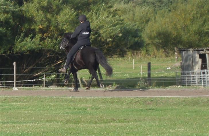 Islænder Dís fra Katulabo - boblestævne´08 min mor & Dis i pas.. Foto: Sissel Bordlund Jensen billede 11
