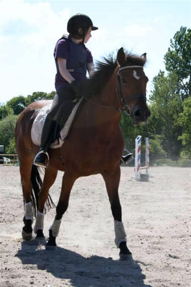 New Forest Fire Fod Joanna-solg t:-( billede 9