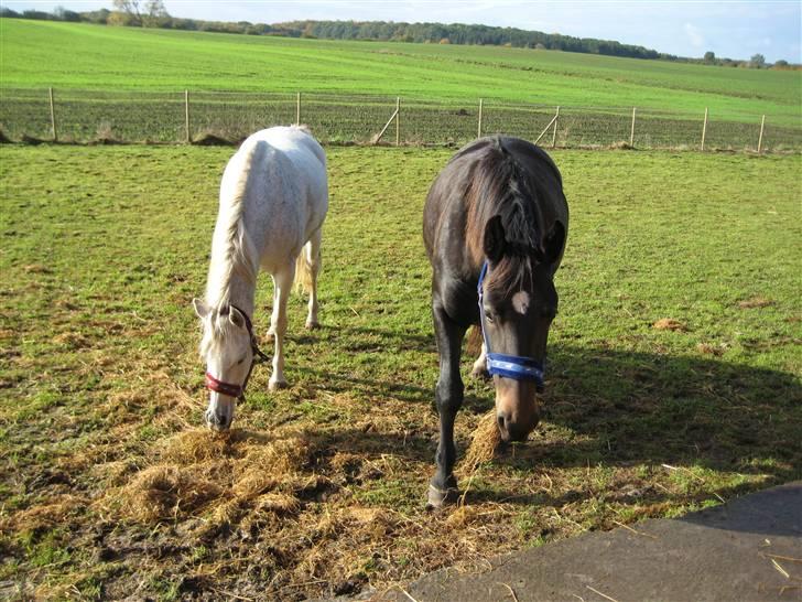 Arabisk fuldblod (OX) Cynthia ox 2172 billede 4