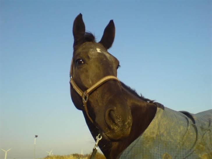 Anden særlig race Noir De Monique <3  R.I.P - tjae, hva har hun dog fået øje på?? ;) billede 14