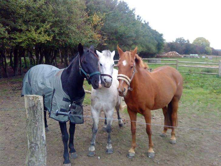 Anden særlig race Snip "Stoffer" Solgt billede 18