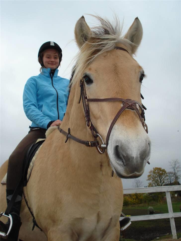 Fjordhest Santos - Hej <3 <3 <3 billede 9