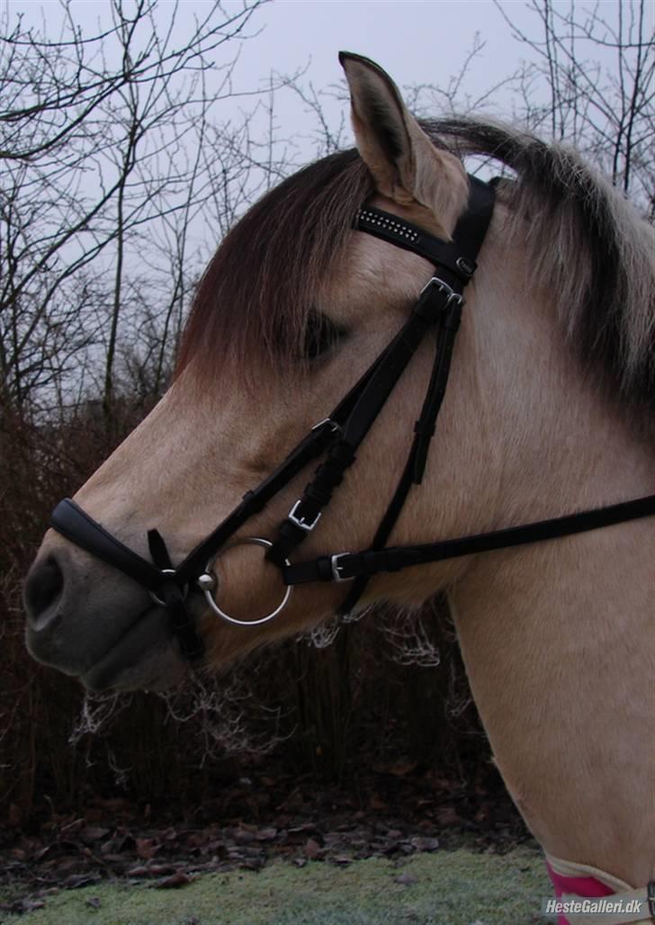 Anden særlig race Miss Milka(Tidl. halvpar) - velkommen!  Hovedbillede! 14.dec. billede 1