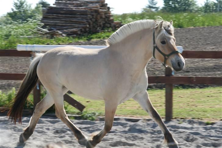 Fjordhest HJORTHØJ'S LUNA SOLGT - Hjorthøj´s Luna - en hest nyder at vise sin særdeles gode bevægelse frem billede 2