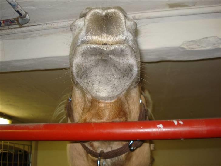 Fjordhest Santos - Ska´ vi mule lidt :o) billede 10