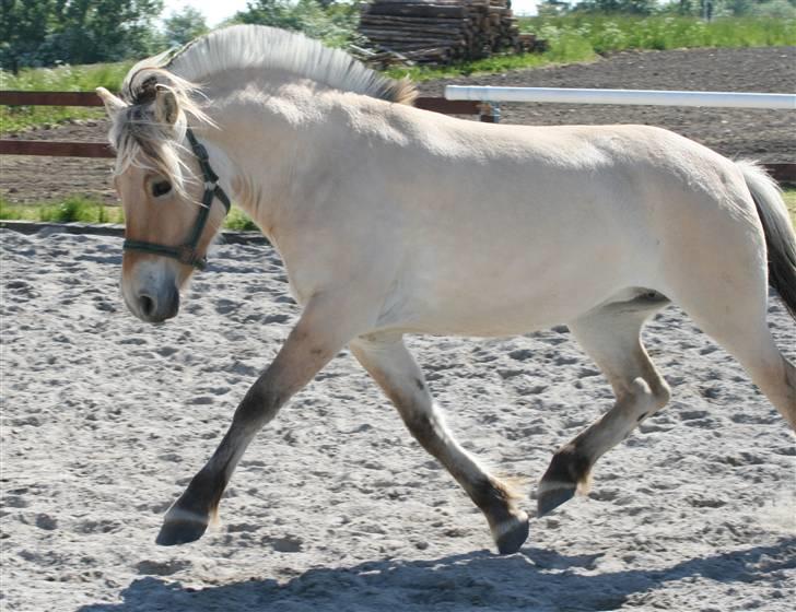 Fjordhest HJORTHØJ'S LUNA SOLGT - Mon ikke hun nok skal blev en smart lille dressurhest billede 5