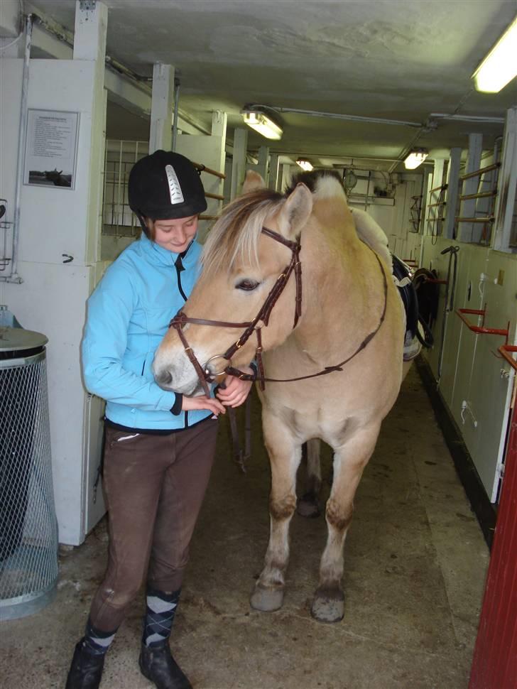 Fjordhest Santos - Pruuuh..... billede 11