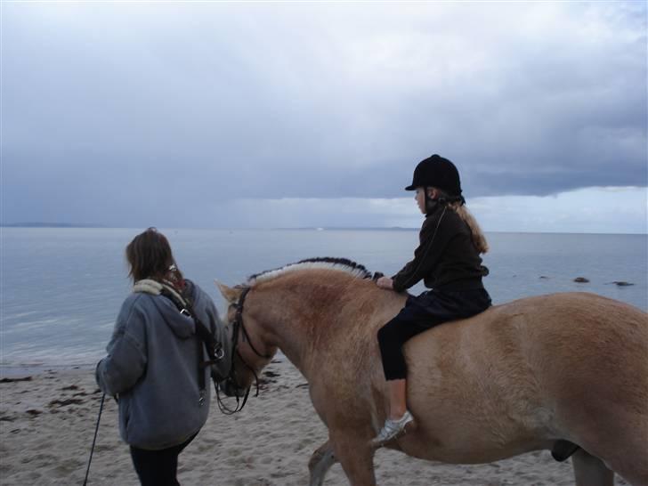 Fjordhest Santos - Her gi´r jeg trækture til børn ved Ballehage strand - de var helt vilde med mig ;o) billede 12