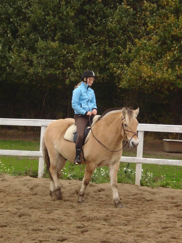 Fjordhest Santos - Vi tager lige en slapper - det skal man aldrig glemme... billede 13