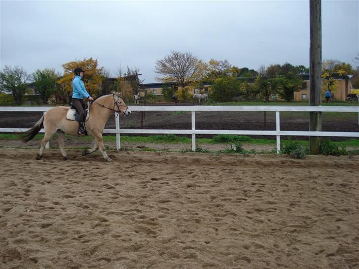 Fjordhest Santos billede 15