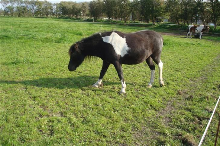 Anden særlig race Stabygårds Flurie SOLGT billede 19
