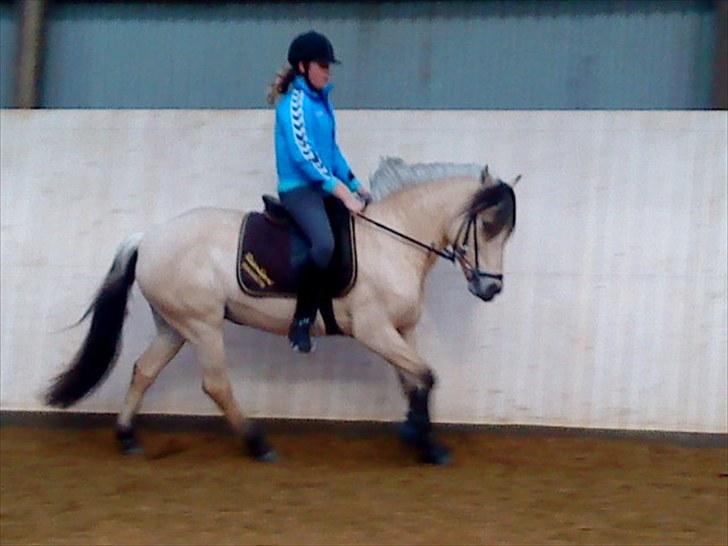 Anden særlig race Miss Milka(Tidl. halvpar) - Trænning - Galop billede 6