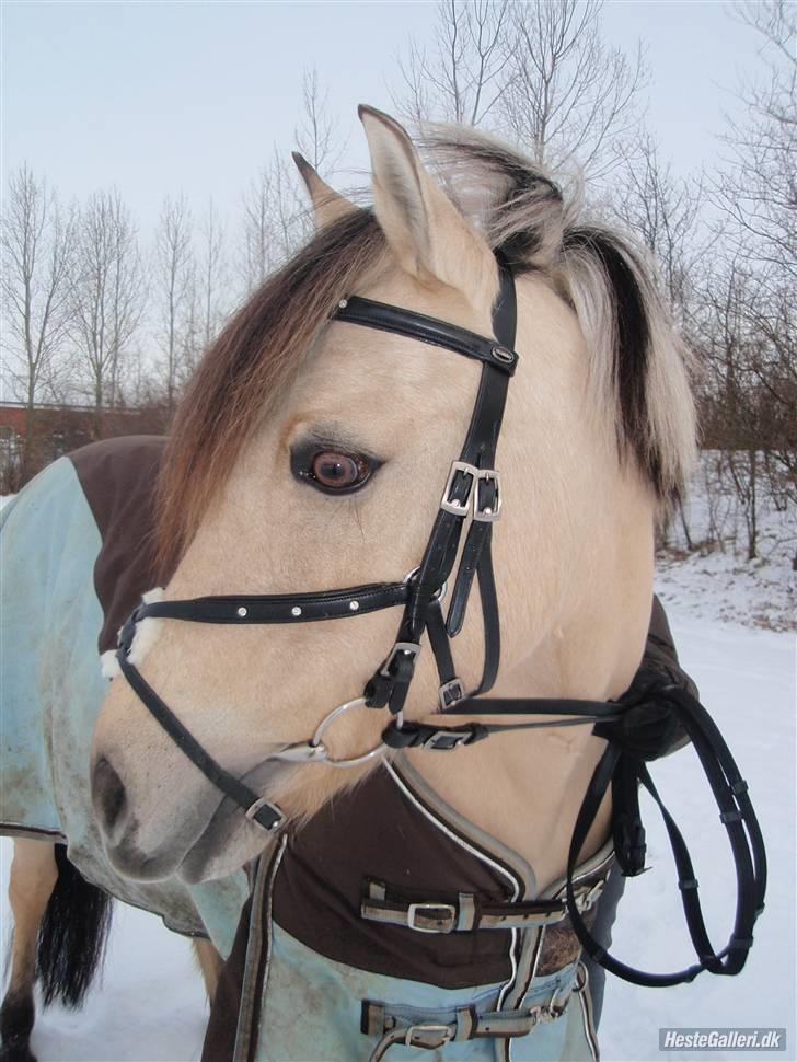 Anden særlig race Miss Milka(Tidl. halvpar) - Taget af Julie Larsen billede 7