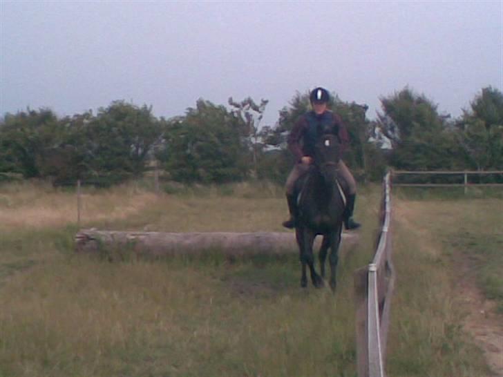 Anden særlig race Broengs Laluna(Gl. Part)  - her er vi så til spring, og kommer over stammerne .....=) billede 12