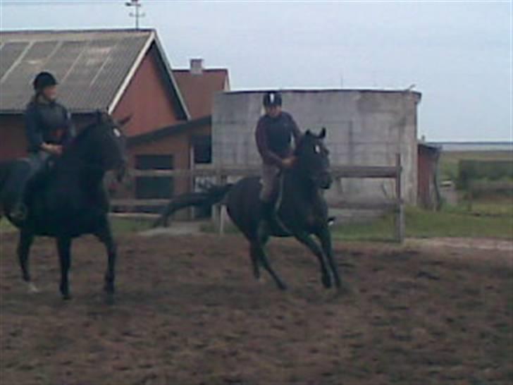 Anden særlig race Broengs Laluna(Gl. Part)  - man skal jo også lige varme op hehe... billede 13