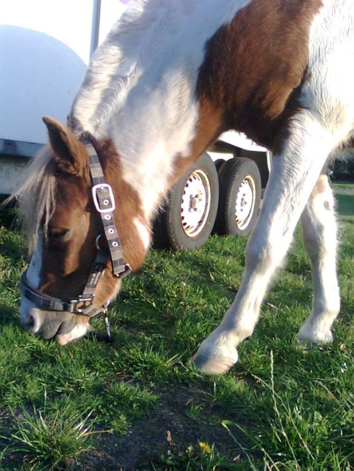 Anden særlig race hidalgo(gammel ride hest) - han spiser lige noget græs billede 5