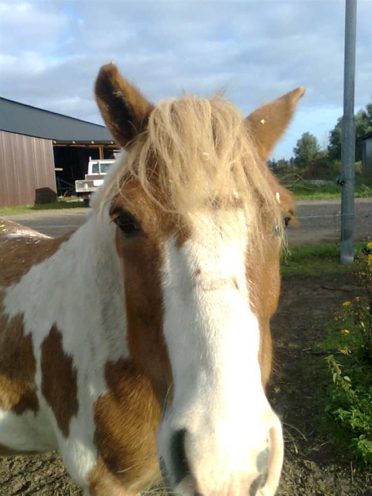 Anden særlig race hidalgo(gammel ride hest) - dav med dig!!! billede 6