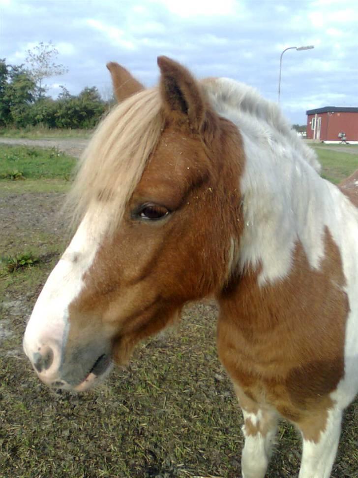 Anden særlig race hidalgo(gammel ride hest) - han er bare dejlig billede 7