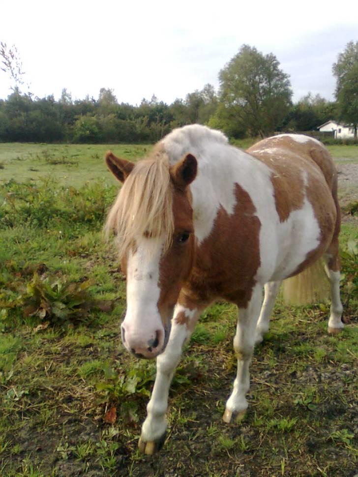 Anden særlig race hidalgo(gammel ride hest) - han går efter migXD billede 8