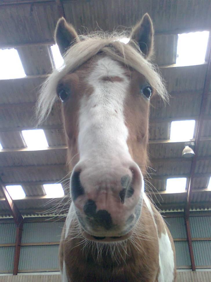 Anden særlig race hidalgo(gammel ride hest) - han står over mig, da jeg blive træt med at løbe rundt med ham (vi lyst-sprang) lagde jeg mig ned og så kom han;D det er mega sødt billede 9