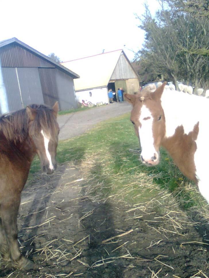 Anden særlig race hidalgo(gammel ride hest) - han og hans bedste ven Dario billede 11