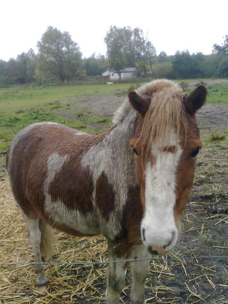 Anden særlig race hidalgo(gammel ride hest) - han er våd:$ billede 12