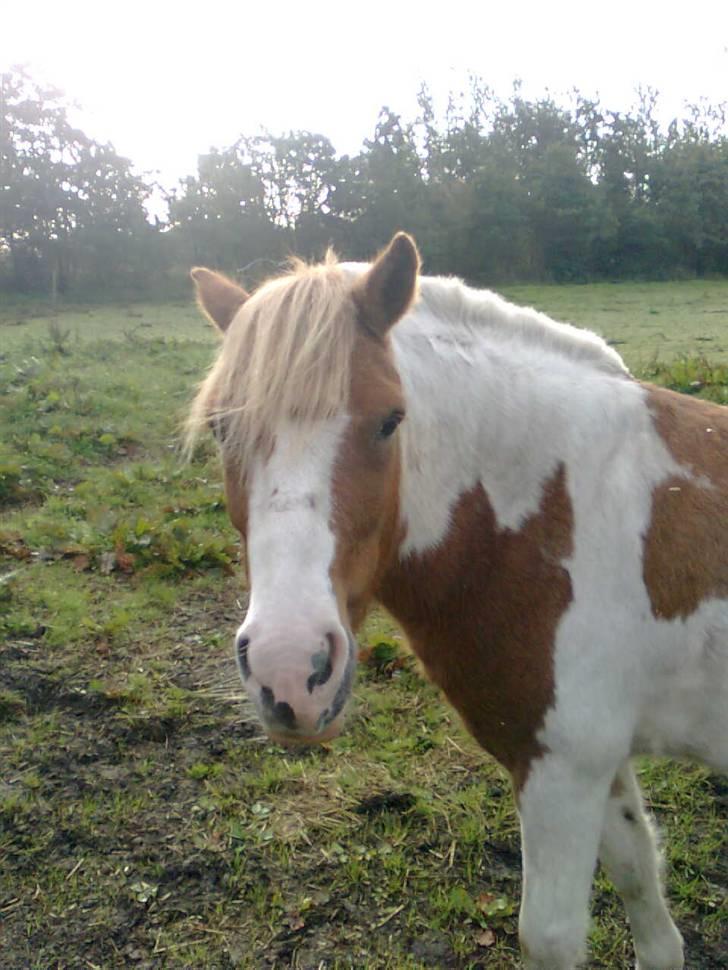 Anden særlig race hidalgo(gammel ride hest) - see hamXD billede 13