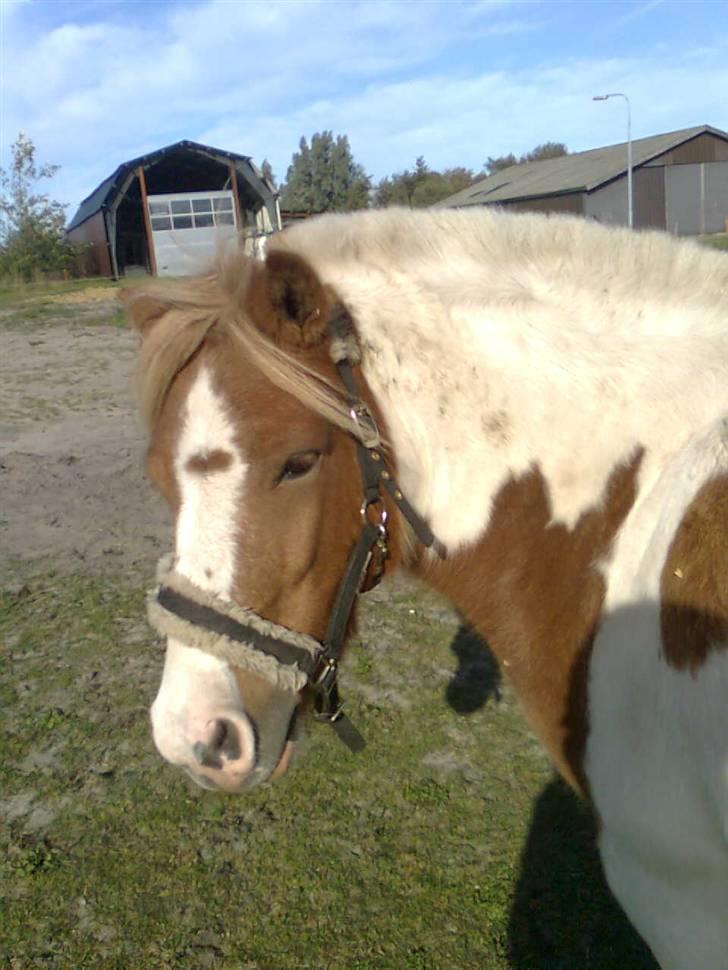 Anden særlig race hidalgo(gammel ride hest) - det er så Hidalgo billede 19