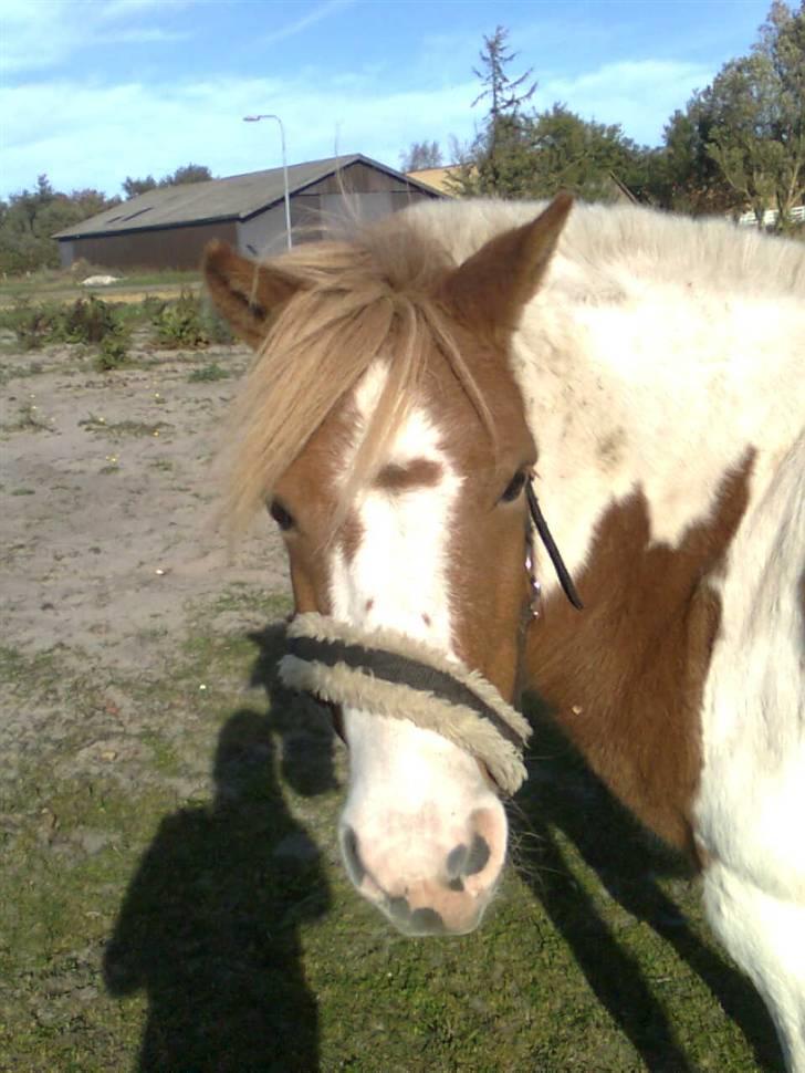 Anden særlig race hidalgo(gammel ride hest) - han er den bedste hest man kan ønske sig billede 20