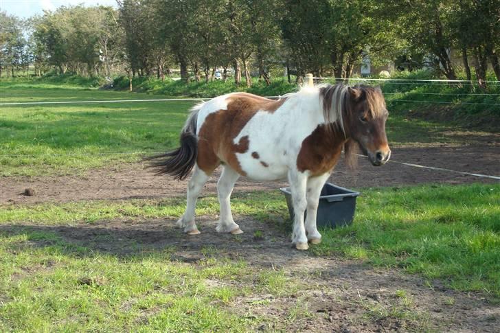 Shetlænder Lotte billede 16