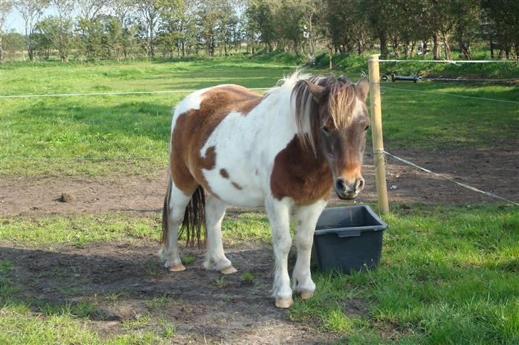 Shetlænder Lotte billede 17