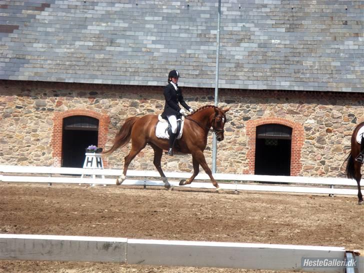 Anden særlig race Thor (låne hest) billede 3