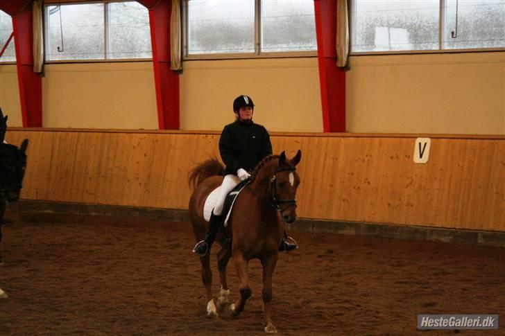 Anden særlig race Thor (låne hest) billede 4