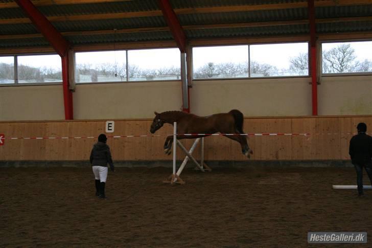 Anden særlig race Thor (låne hest) billede 6