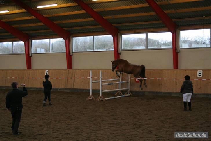 Anden særlig race Thor (låne hest) billede 7