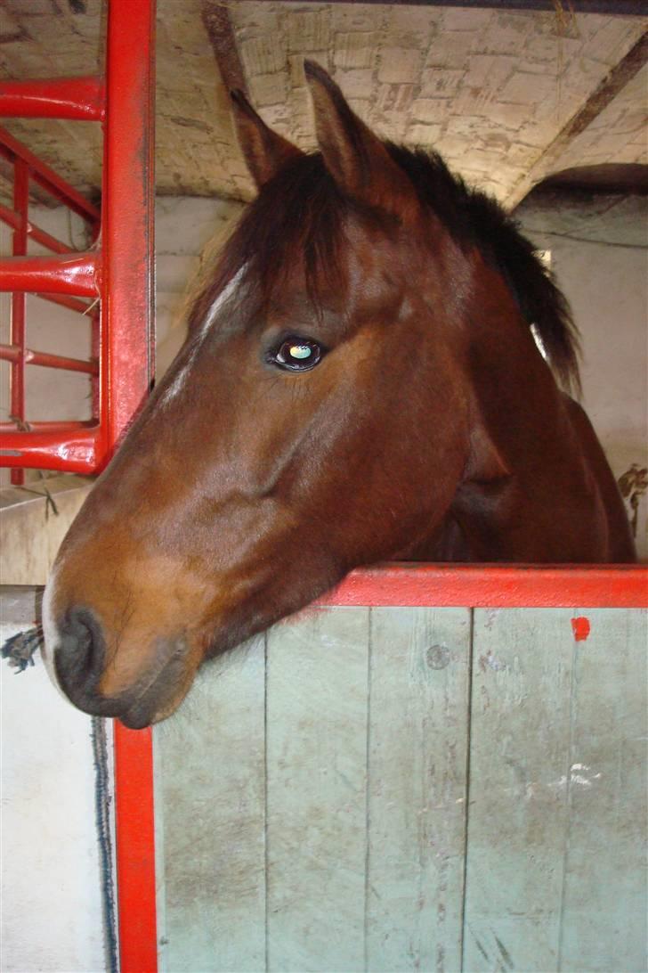 DSP Camerun (solgt) billede 19