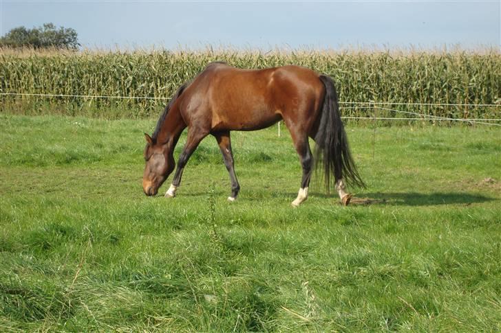 DSP Camerun (solgt) billede 20