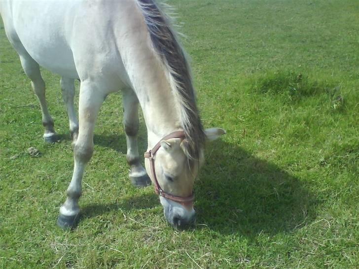 Fjordhest Huggeren :D ( Jannie's ) billede 1