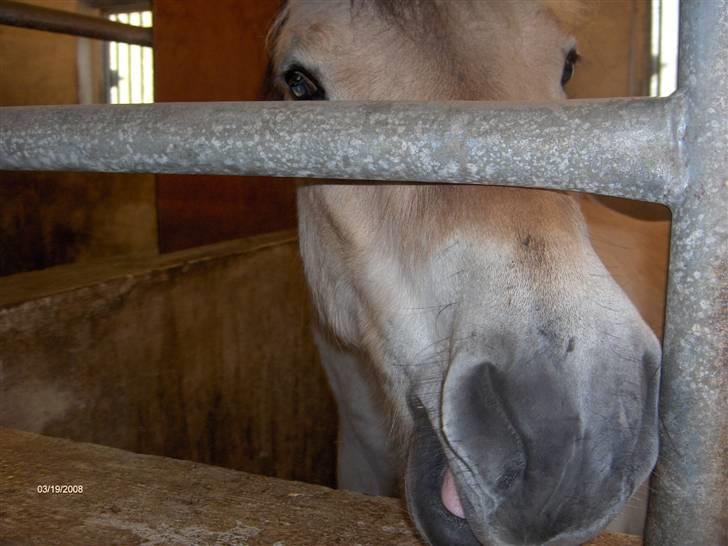 Fjordhest Huggeren :D ( Jannie's ) billede 2